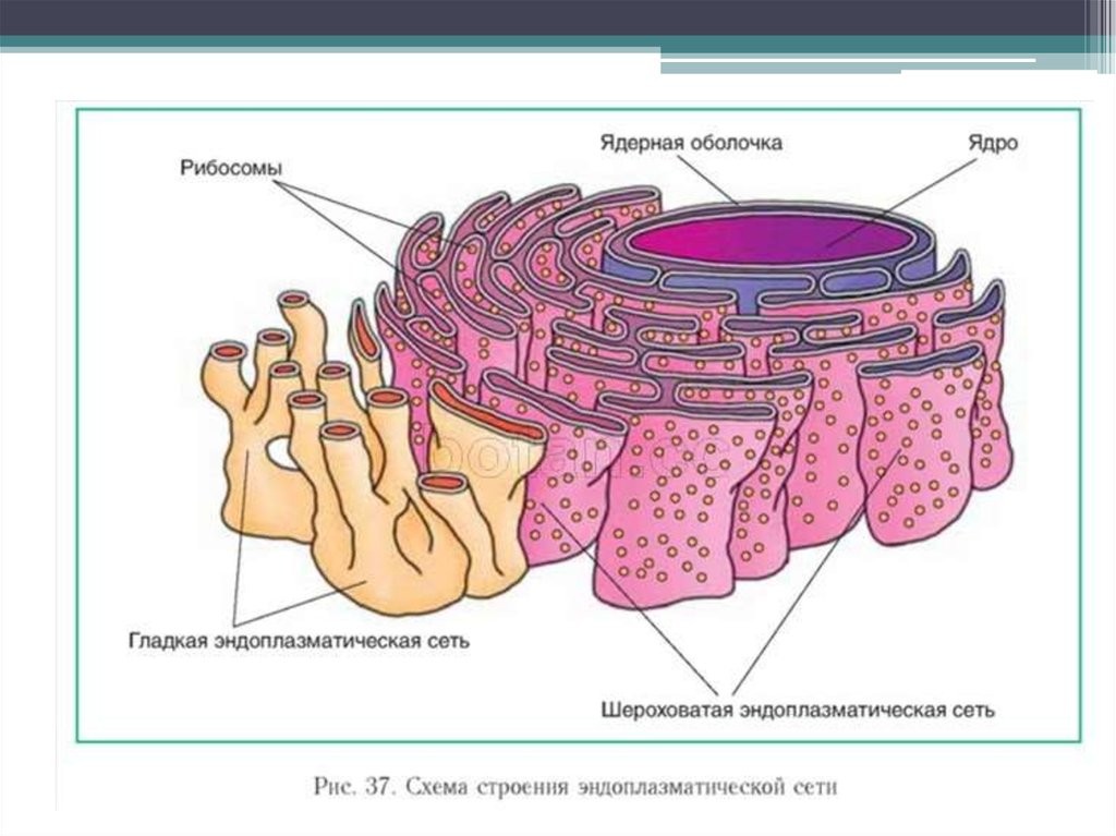Эндоплазматическая сеть ядро рибосома. Эпс и рибосомы функции. Эндоплазматическая сеть ядро рибосома. Сенсорная клетка строение. Рисунок эндоплазматической сети клетки.